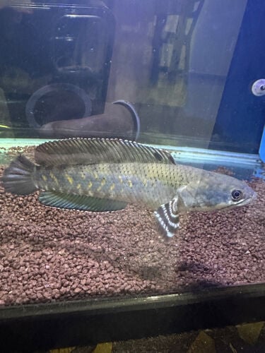 Channa - Blue Pulchra