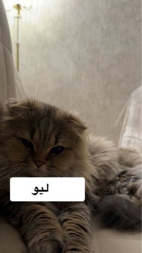 Leo