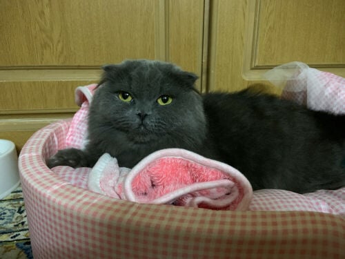 Scottish Fold 