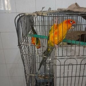 Sun Conure pair with 3 babies