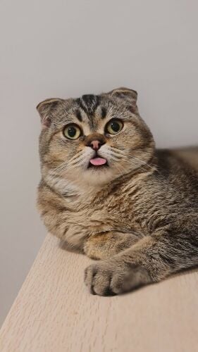 Male Scottish Fold for mating.