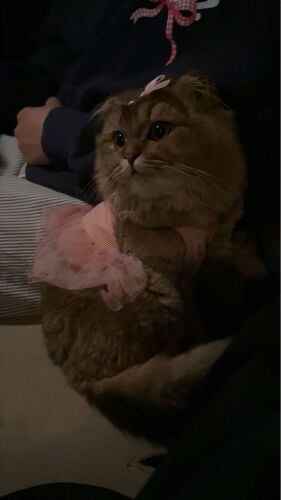 female cat