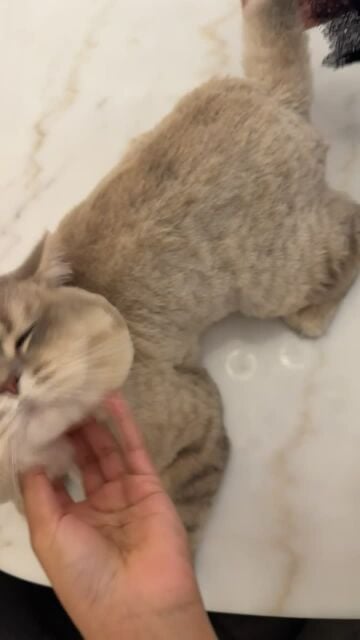 male cat lovely and friendly 