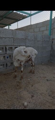 عصام