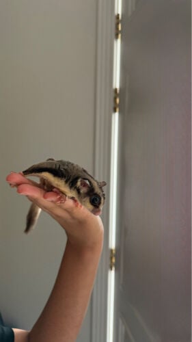 Healthy Sugar Glider for Sale