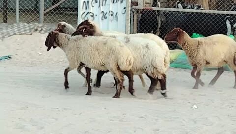 رخال
