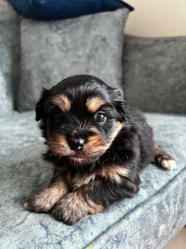  Maltese 