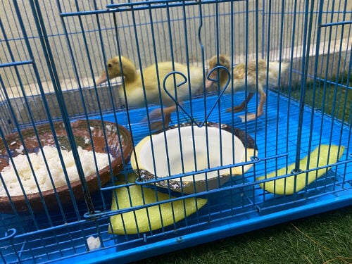 duck pair 