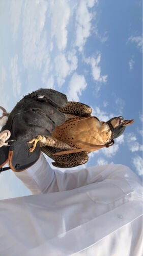 للبيع