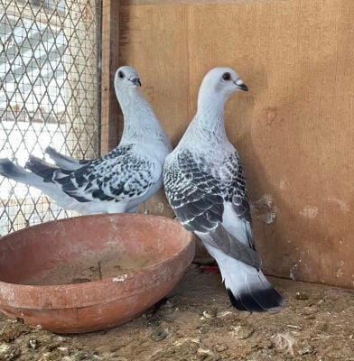 زوج شفرات مع فرخه