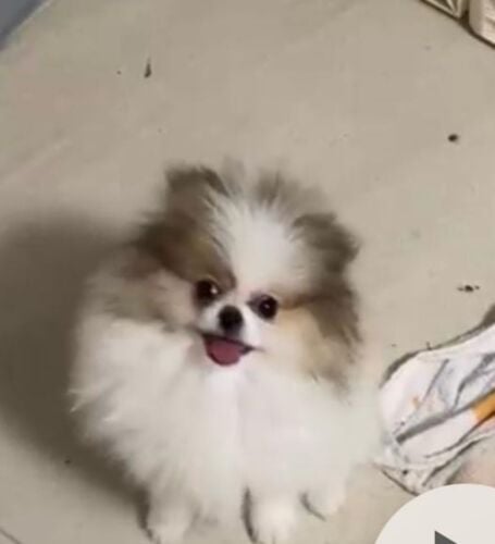 purebred pomeranian