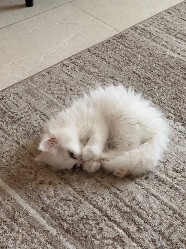 Persian kitten (male)