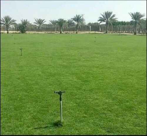 عشب طبيعي