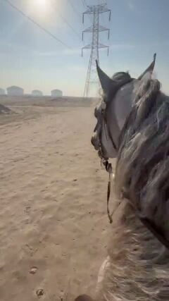 خيل