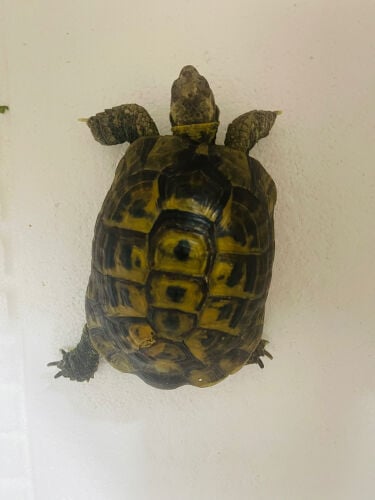 tortoise 