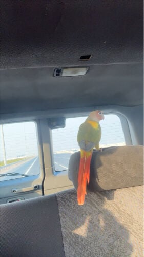 للبيع كنيور 