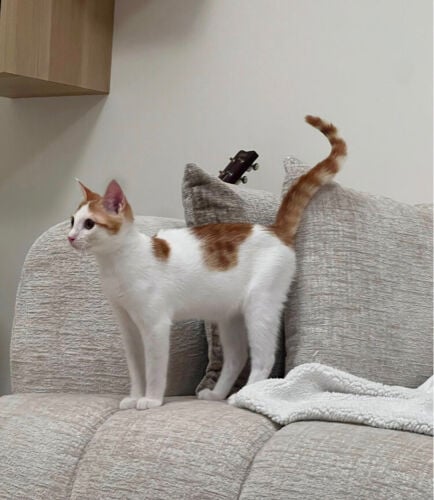Rescued Kitten - Simba