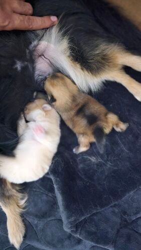 Pomeranian puppy pure