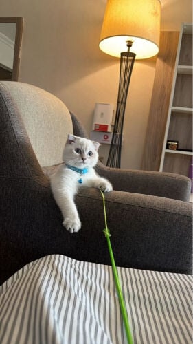 pure Scottish fold male