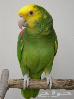 wanted amazon yellow double head 