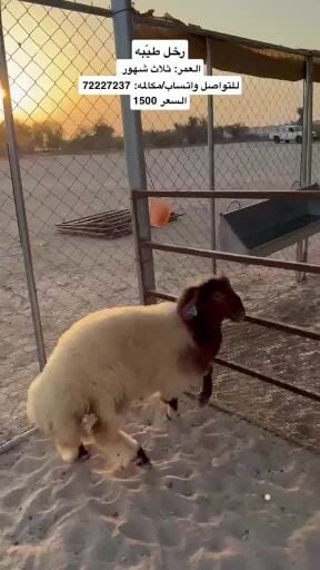 رخل طيّبه
