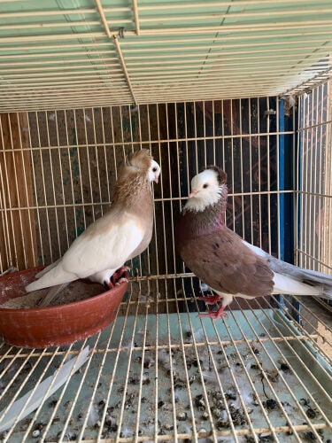 confirm breeding pair