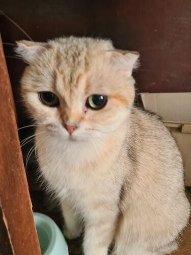 سكوتش فولد شنشيلا