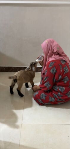 pygmy goat for sale (male)