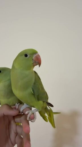 green parrots handtamed .