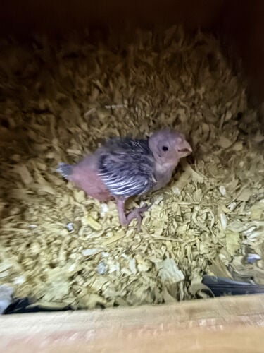 cocktail baby's for sale 