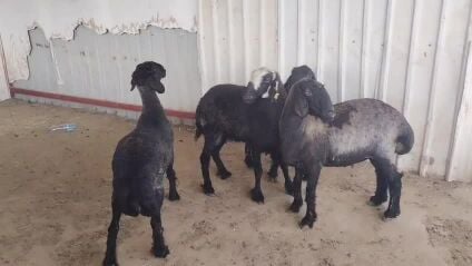 شوهات عرب دفيع شرط