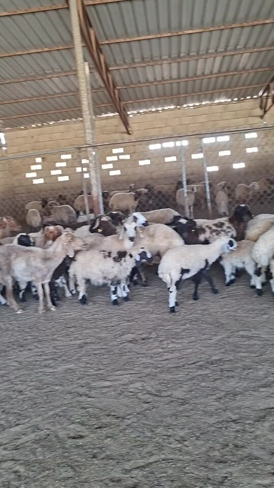 sheep Female