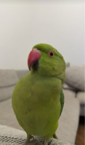 I need this bird  I will buy 200