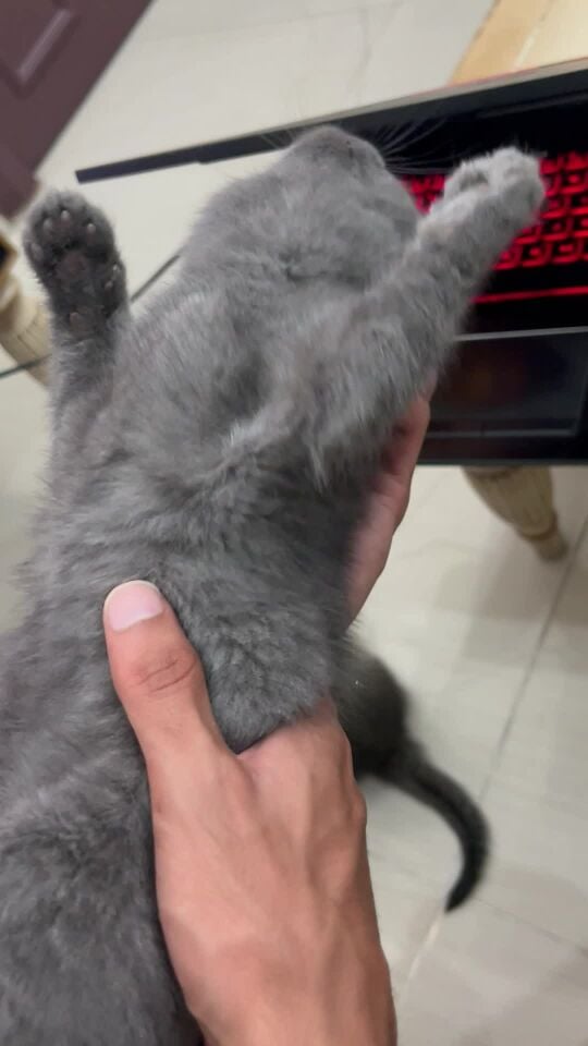 Cats for sale
