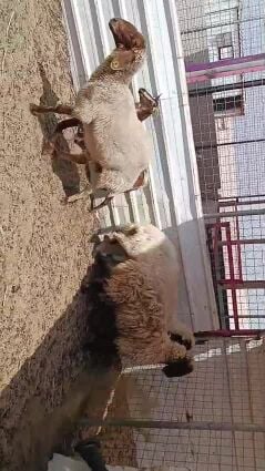 Sheep for sale