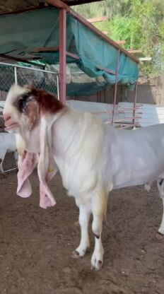 pakistani khasi