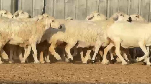 للبيع غنم حريات حرش فاخره طيبه 