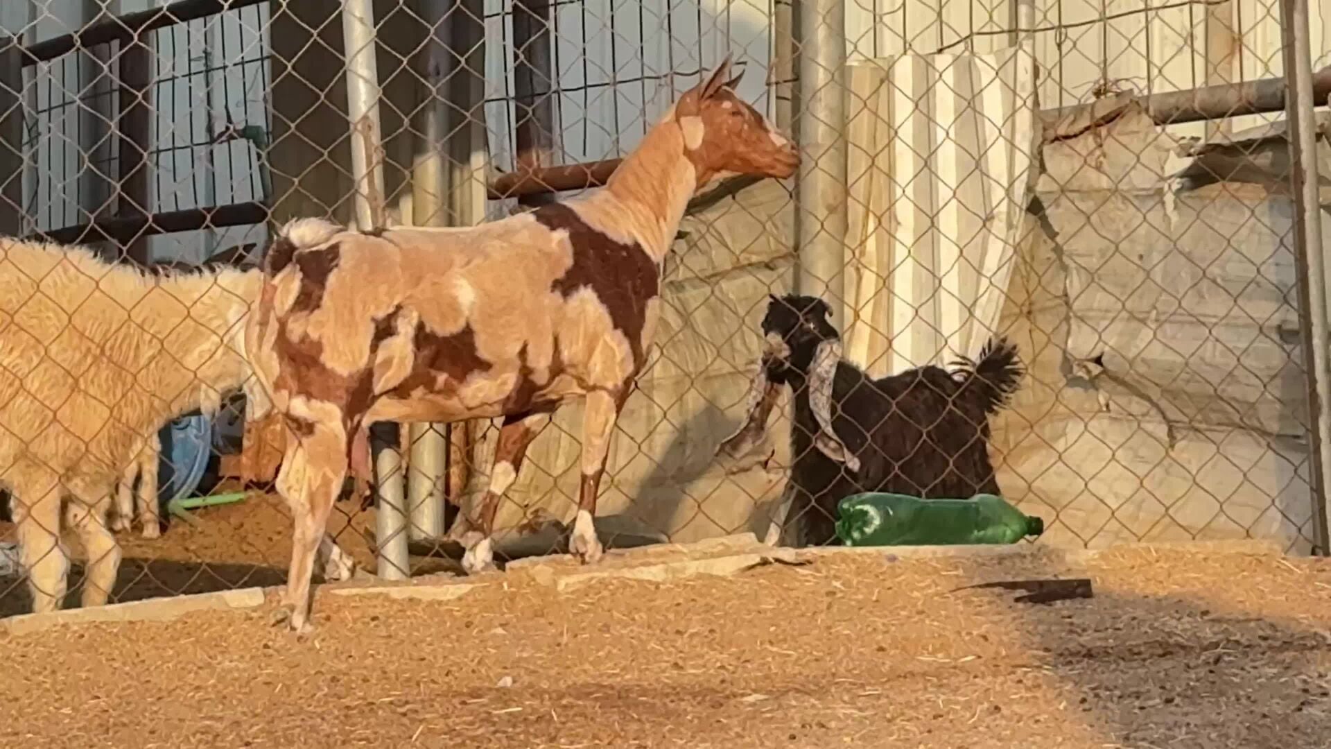 للبيع عنز عمانيه جيشيه فاخره جما
