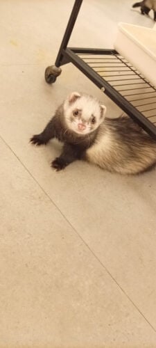 ferret 