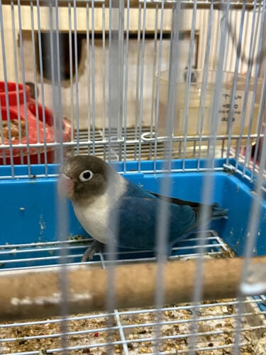 للبيع طير روز