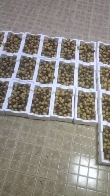 جميع انواع التمور