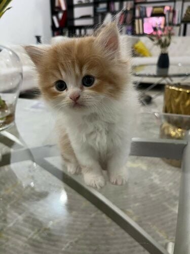 Persian kittens for sale