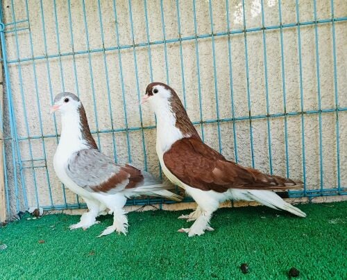 Lahore breeding pair