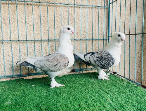 satin breeding pair