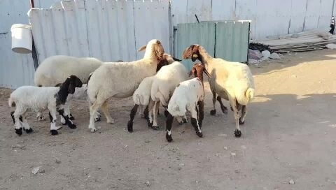 البيع