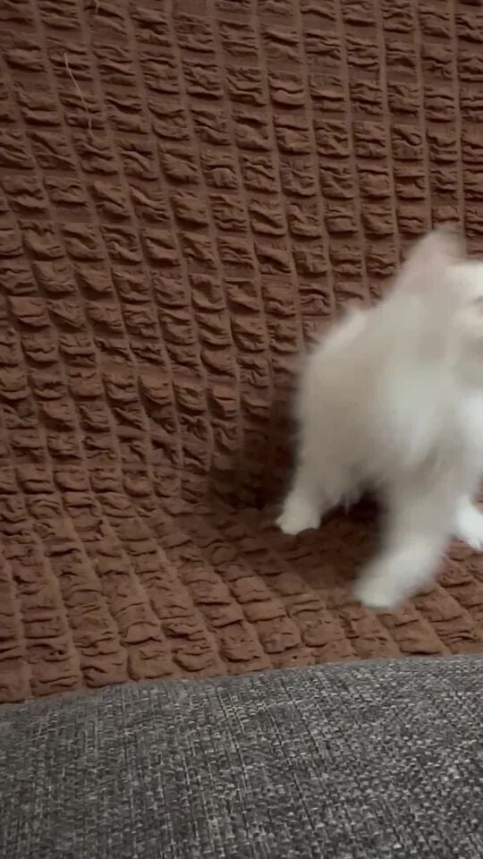 قطّه انثى شعر كثيف 