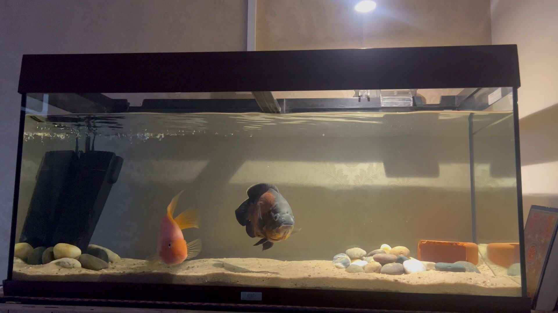 PARROT FISH 