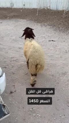 هرافى فل الفل
