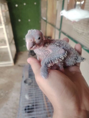 للبيع فرخ ببغاء الباتاغونيا  