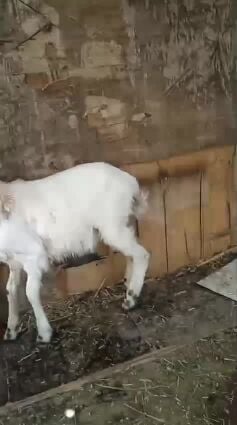 اللبيع طلي